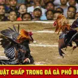 luật chấp trong đá gà