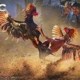 mang ga da cua sat