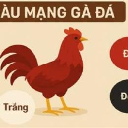 màu gà đá hay