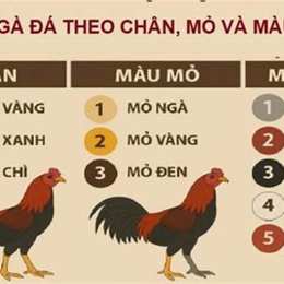 mau ga da theo ngay