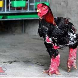 màu sắc lông da của gà đông tảo