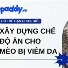 mèo ăn da gà