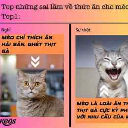 mèo có ăn được da gà không