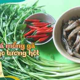 mồng gà đá