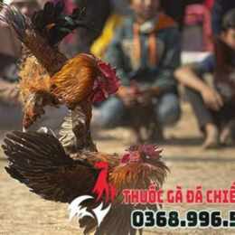 mua gà đá nhập khẩu ở đâu