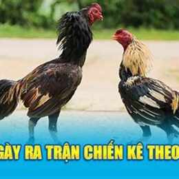 ngày gà đá ra trận