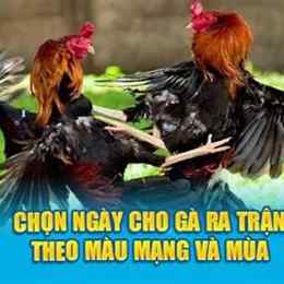 ngày ra trận gà đá