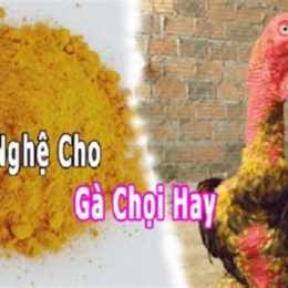 nghệ cho gà đá