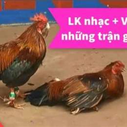 nhạc đá gà remix