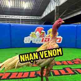 nhạn venom gà thái đá