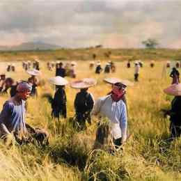 nông dân gặt lúa miền tây