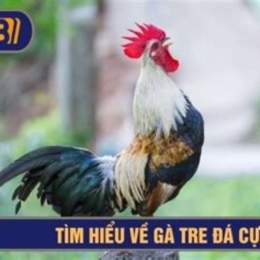 nuoi ga tre da cua sat