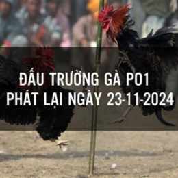 phát lại đá gà hôm qua
