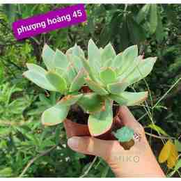 phượng hoàng không đá gà