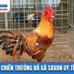 savan đá gà