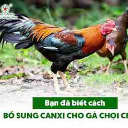 so lai cho ga da