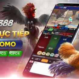 sv388 casino đá gà trực tiếp