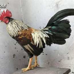 sv388 đá gà việt nam