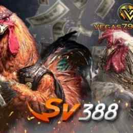 sv388 nhà cái đá gà