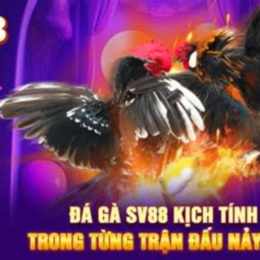 sv88 trực tiếp đá gà