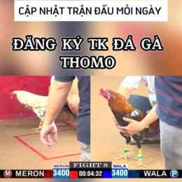 tài khoản đá gà thomo