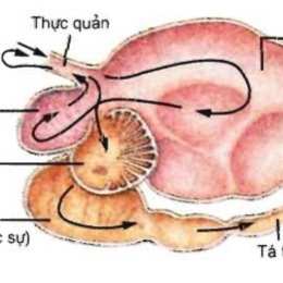 tại sao trong dạ dày gà lại có sỏi