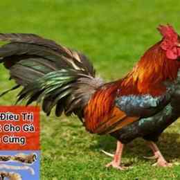 thị phương đá gà thomo