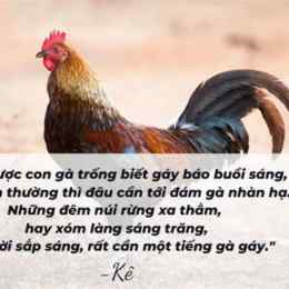 thơ về gà đá