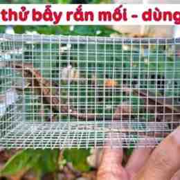 thử đặt bẫy rắn | nỗi da gà với con rắn này