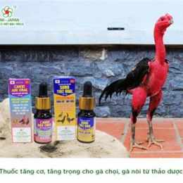 thuốc cho gà đá cựa sắt