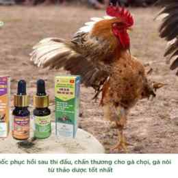 thuoc cho ga da