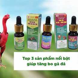 thuốc nuôi gà đá rainbow