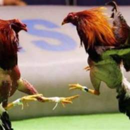 tía chạy án đá gà trực tiếp