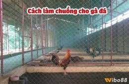 tính năng nổi bật bạn chuồng chạy cho gà đá