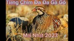 tính năng nổi bật bán em đa đa , gà gô 2 mùa | linh bon sai