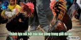 tính năng nổi bật bao sting đá gà