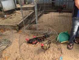 tính năng nổi bật bắt đá gà tại tiền giang
