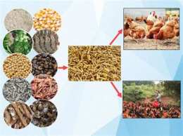 tính năng nổi bật các loại mồi cho gà đá