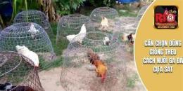 tính năng nổi bật cách chăm sóc gà đá cựa sắt