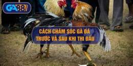 tính năng nổi bật cách chăm sóc gà trước khi đá