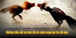 tính năng nổi bật cách chọn gà tre đá hay