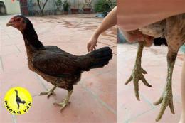 tính năng nổi bật cách đá gà bịp