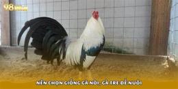 tính năng nổi bật cách nuôi gà đá lên cân