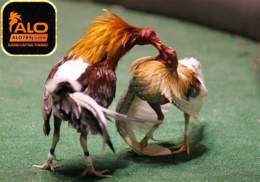 tính năng nổi bật cach tha ga da