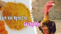 tính năng nổi bật cách trị thương cho gà đá