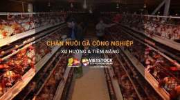 tính năng nổi bật chăn nuôi gà công nghiệp đã phát triển mạnh ở
