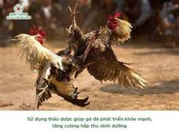 tính năng nổi bật chăn nuôi gà đá