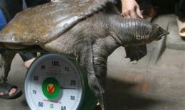 tính năng nổi bật chẳng vịt thịt gà da trâu đầu rắn