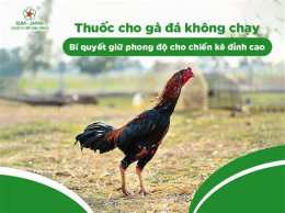 tính năng nổi bật chế độ cho gà đá
