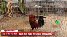 tính năng nổi bật chỉ cách nuôi gà đá bo lớn